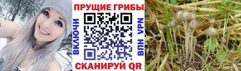 Псилоцибиновые грибы Magic Shrooms Гусь-Хрустальный
