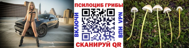 где купить наркоту  Гусь-Хрустальный  Галлюциногенные грибы Cubensis 